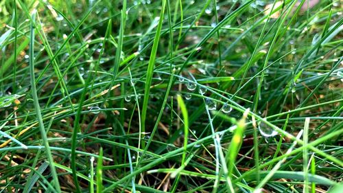 Full frame shot of grass on field