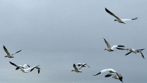 Low angle view of seagulls flying