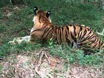 Tiger in a field