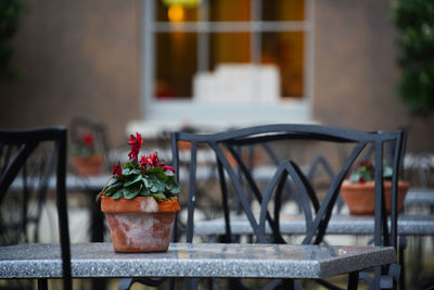 Close-up of potted plant on table in greenhouse