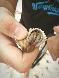 Close-up of hand holding crab