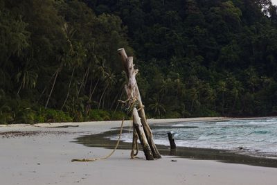 Wooden posts on beach against trees in forest
