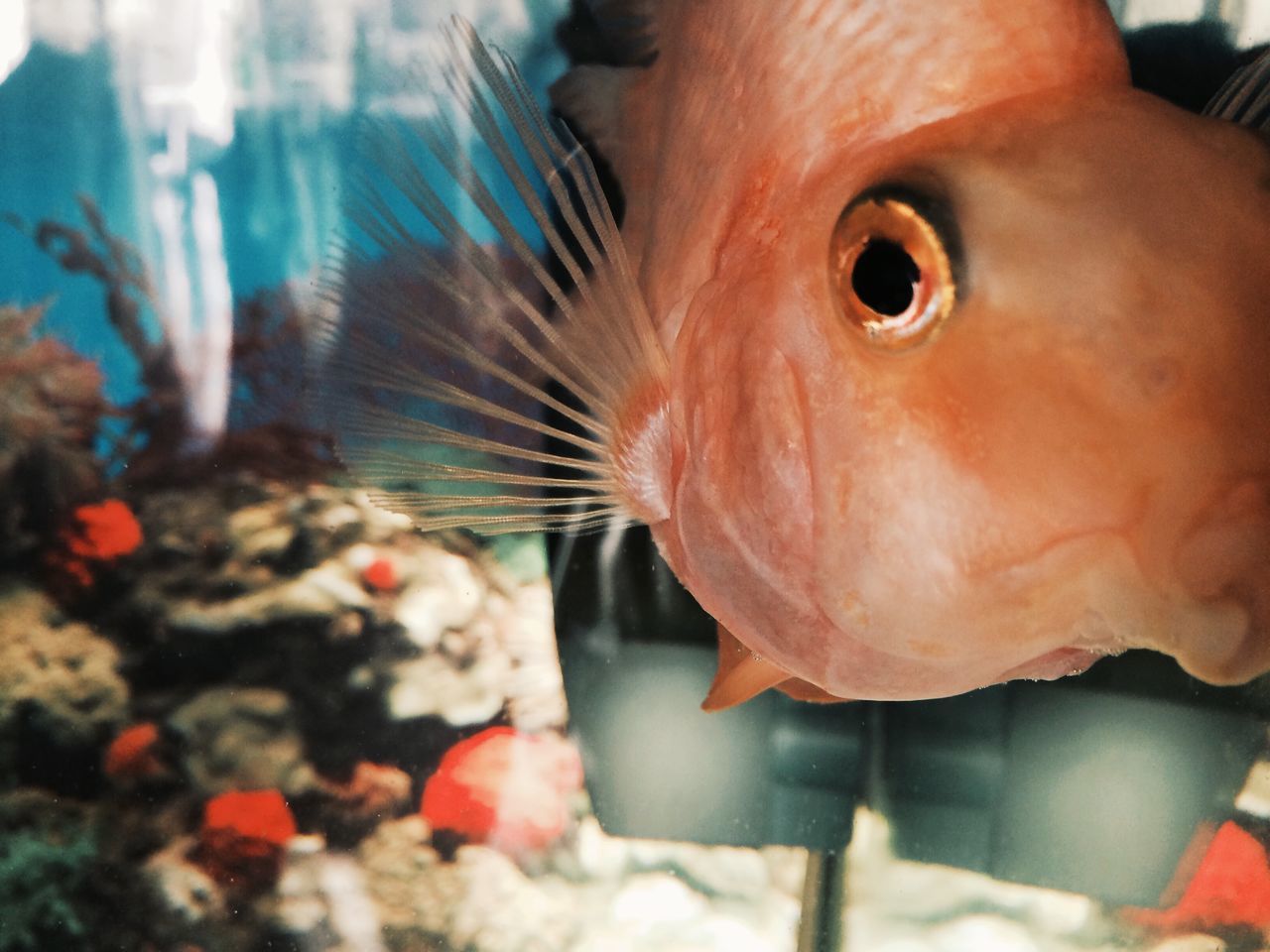 indoors, animal themes, close-up, one animal, fish, focus on foreground, food and drink, selective focus, person, seafood, animal head, food, part of, freshness, pets, domestic animals, sea life