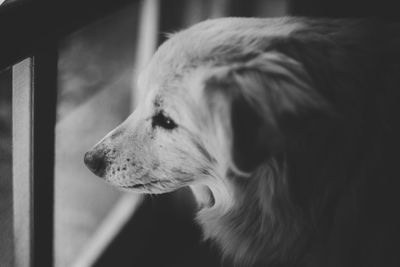 Close-up of a dog