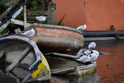 Birds on boat in water