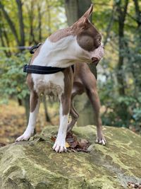 View of a dog looking away