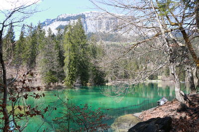 Scenic view of lake in forest