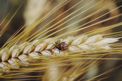 Close-up of insect on a field