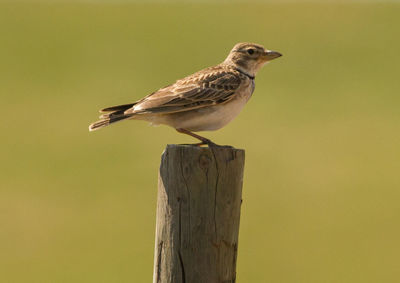 Close-up of bird perching on wooden post