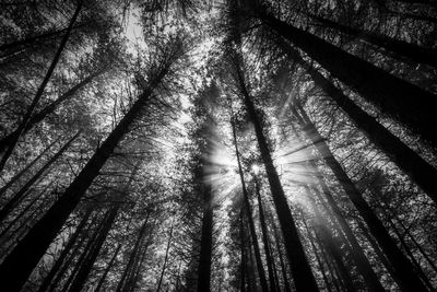 Low angle view of trees in forest