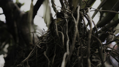 Close-up of wilted plant