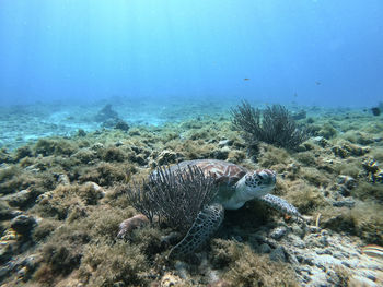 High angle view of turtle swimming in sea