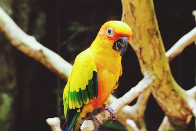 Close-up of parrot perching on branch