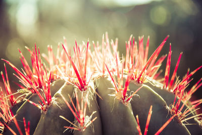 Close-up of red succulent plant
