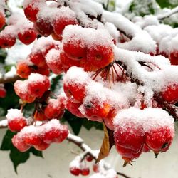 Close-up of frozen berries