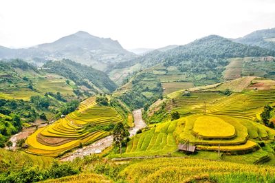 Scenic view of rice paddy against sky