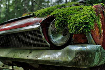 Close-up of moss on abandoned car