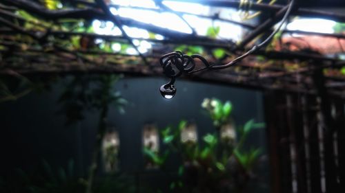 Close-up of water drops on plant