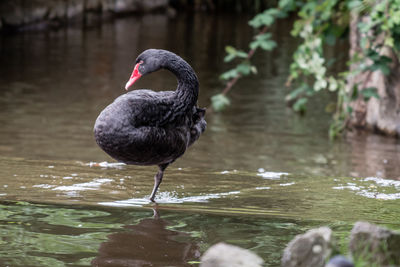 Swan in a lake