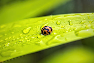 Close-up of ladybug on leaf