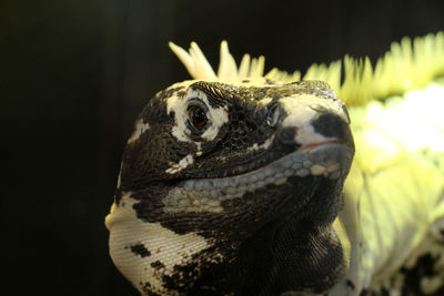 Close-up of a turtle
