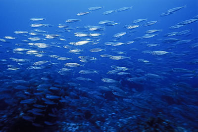 A small school of fish, over a reef, in madagascar