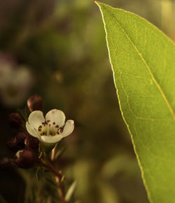Close-up of white flowering plant