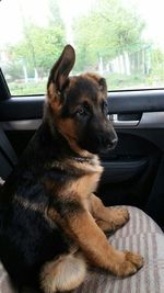 Rear view of a dog looking through window