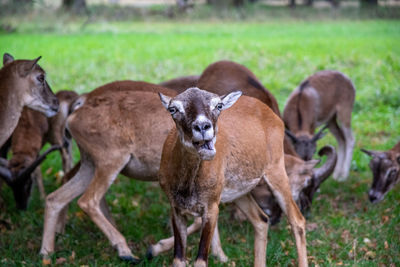 Portrait of sheep on field