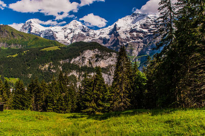 Scenic view of pine trees and mountains against sky
