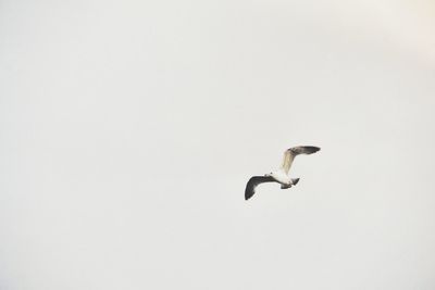 Low angle view of bird flying against clear sky