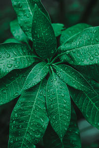 Close-up of leaves