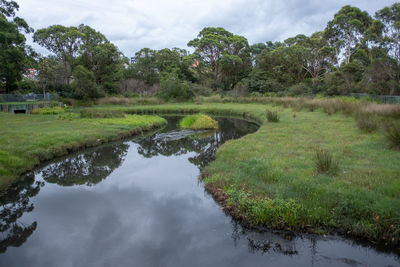 Reflection of trees in water