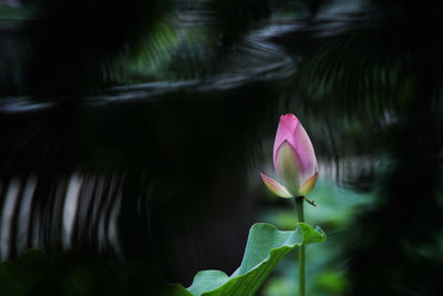 Close-up of water lily in lake