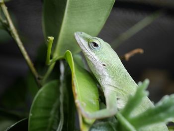 Close-up of green lizard