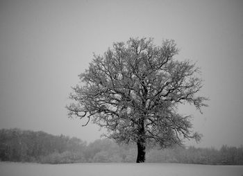 Tree on snow covered landscape against clear sky