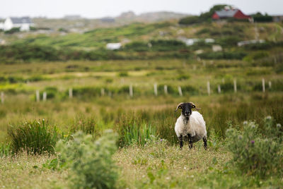 Sheep in a field