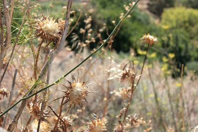 Close-up of thistle on field