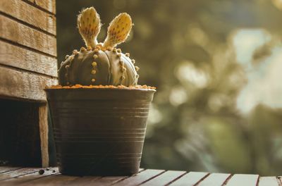 Close-up of potted plant on table