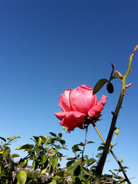 Low angle view of pink flowering plant against clear sky