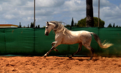 Side view of horse on field against sky