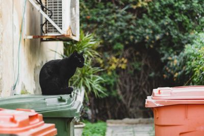 Black cat in a back yard