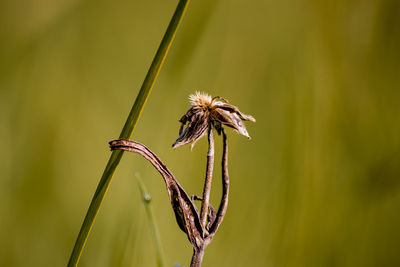 Close-up of plant