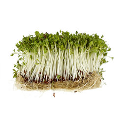 Directly above shot of corn against white background