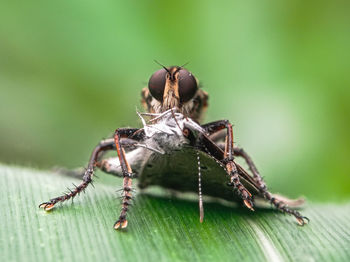 Close-up of insect on leaf