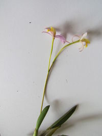 Close-up of white flower