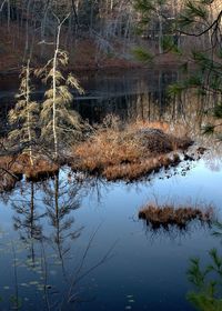 Reflection of trees in water