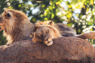 Close-up of lion in forest