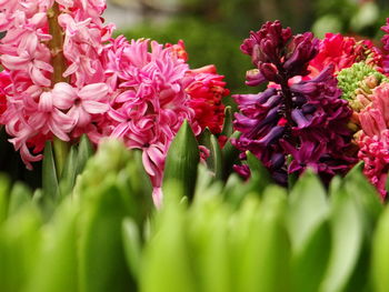 Close-up of pink flowering plant