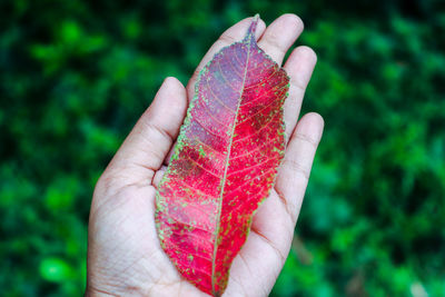 Close-up of hand holding red leaf